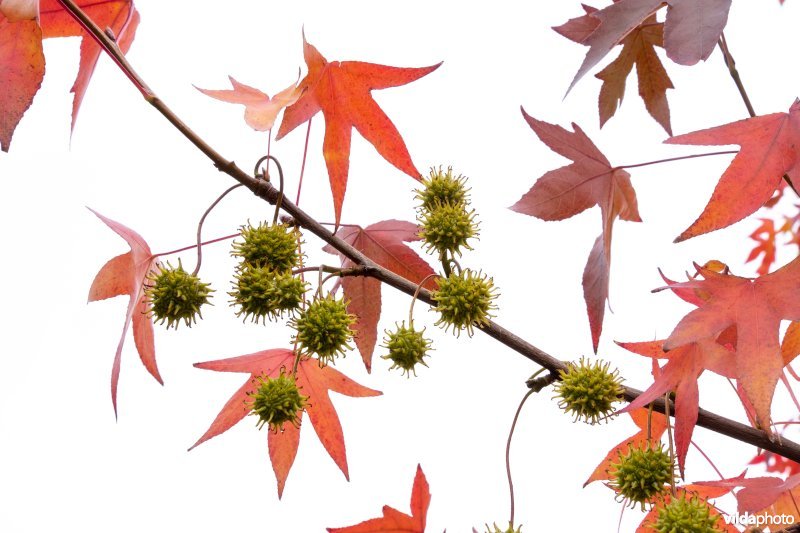 Liquidambar