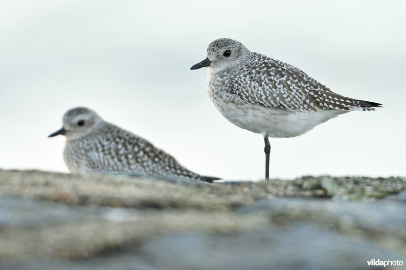 Zilverplevieren op strandhoofd