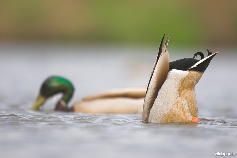 Wilde Eenden op zoek naar eten