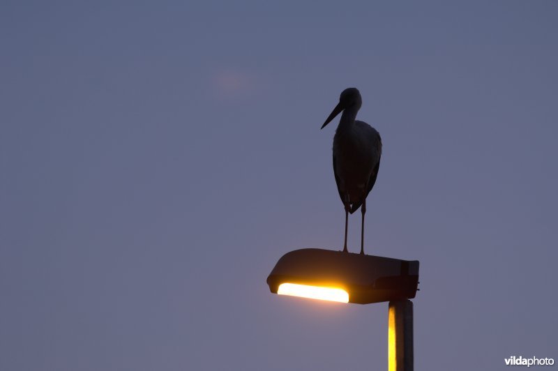 Ooievaar op verlichtingspaal