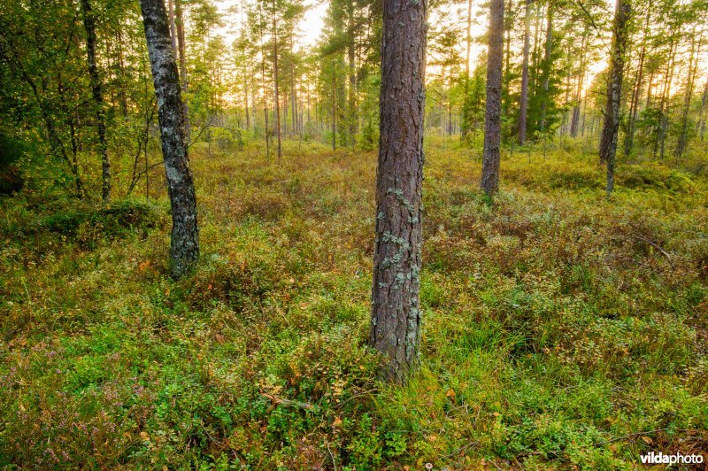 Boslandschap in Store Mosse, Zweden