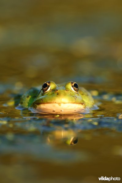 Grote groene kikker of Meerkikker