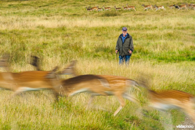 Wandelaar ontmoet spurtende damherten