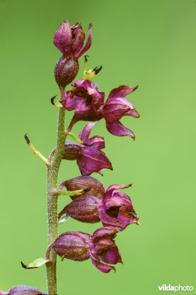 Bruinrode wespenorchis