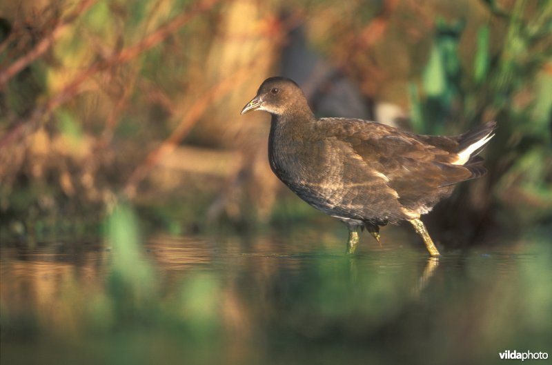 Juveniel Waterhoentje