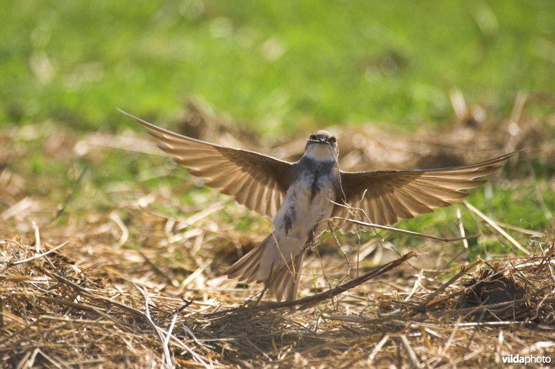 Oeverzwaluw verzamelt nestmateriaal