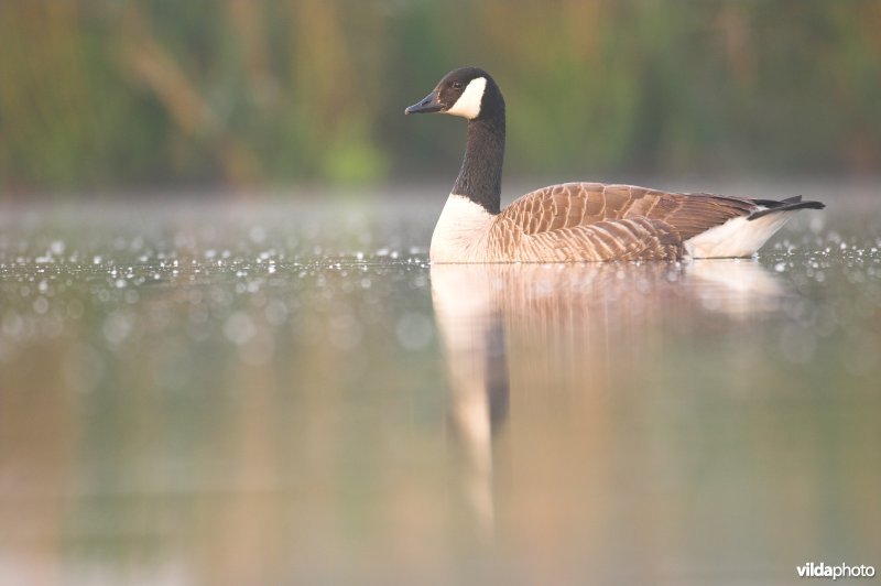 Zwemmende Canadese Gans