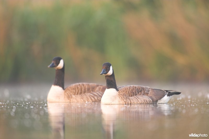 Duo Canadese Gans