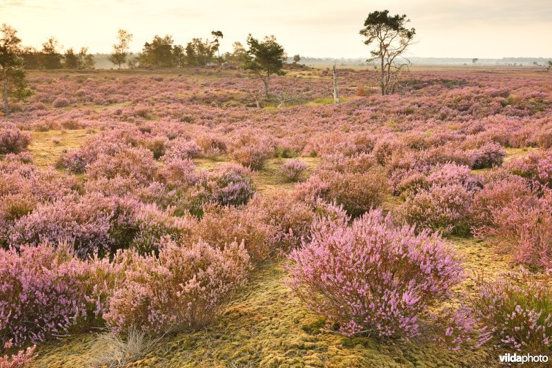 Kalmthoutse heide