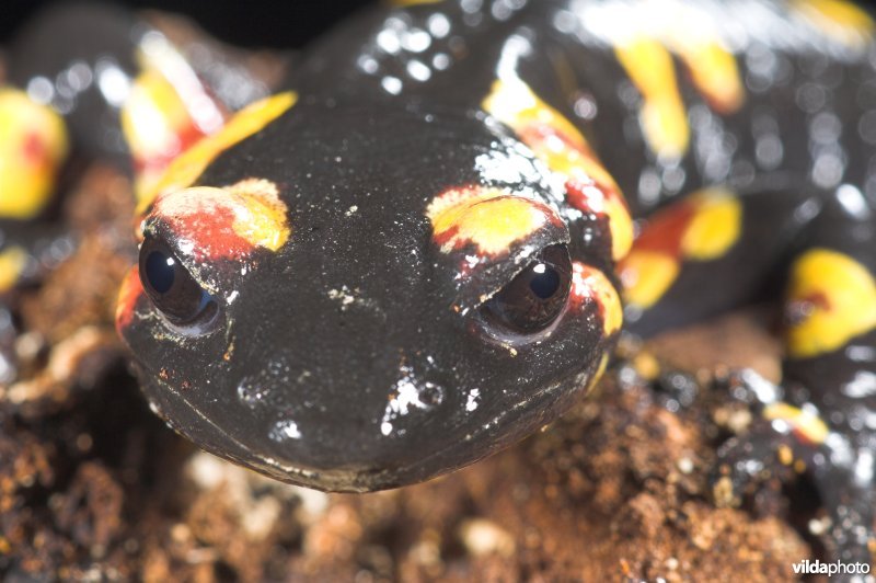Portugese Vuursalamander