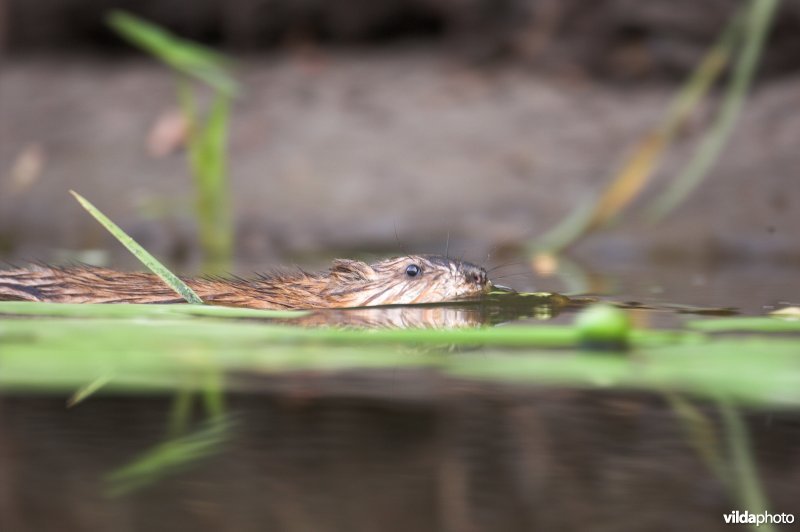 Zwemmende Muskusrat