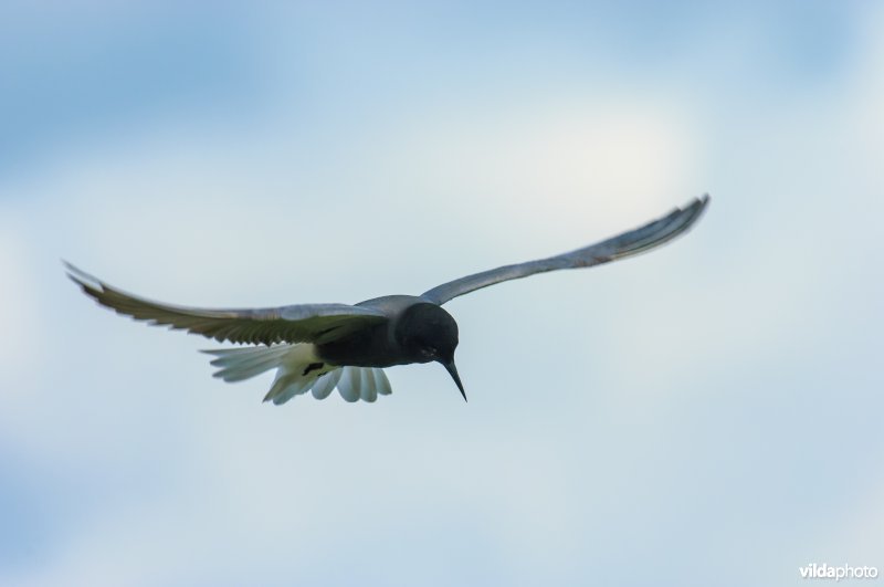 Zwarte sterns in de Wieden broeden op nestvlotjes tussen waterlelies