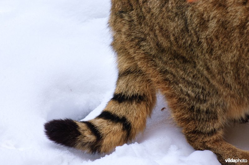 De wilde kat (Felis silvestris) is een roofdier uit de familie der katachtigen (Felidae). Het is de wilde voorouder van de huiskat. De wilde kat komt voor in het grootste gedeelte van Europa, Afrika en Zuidwest- & Centraal-Azië.