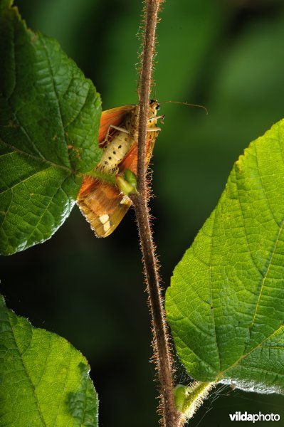 Spaanse vlag (Euplagia quadripunctaria)