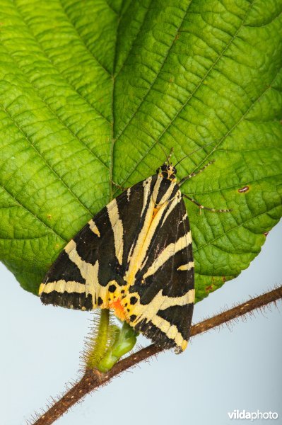 Spaanse vlag (Euplagia quadripunctaria)