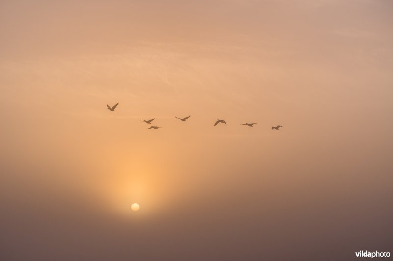 Vliegende Grauwe Ganzen op een mistige ochtend