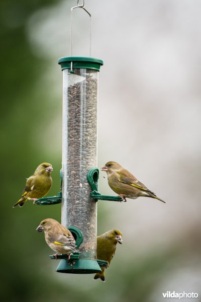 Groenling op feeder in de tuin