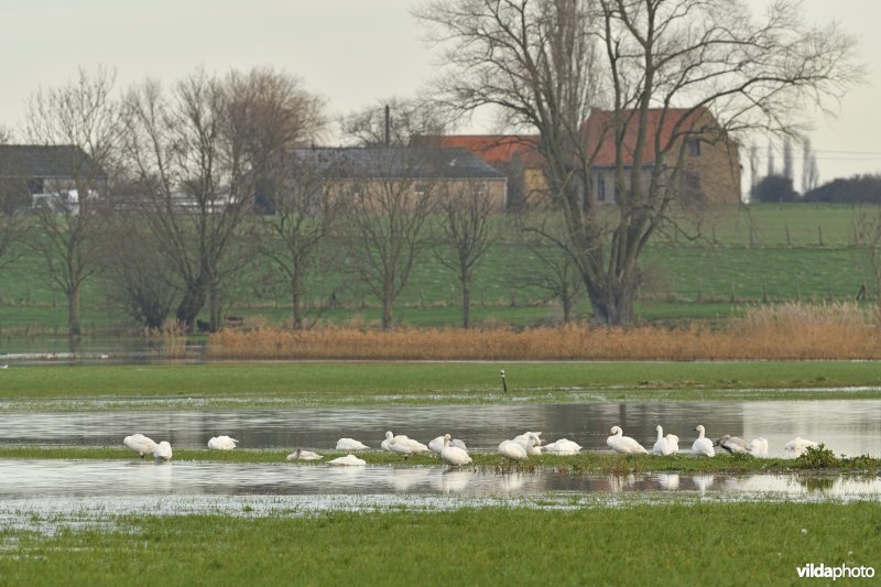 Kleine zwanen in Stavele