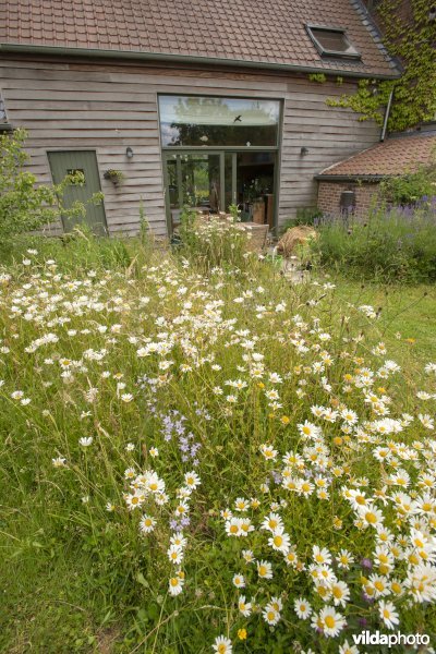 Natuurvriendelijke tuin met kleine bloemenweide