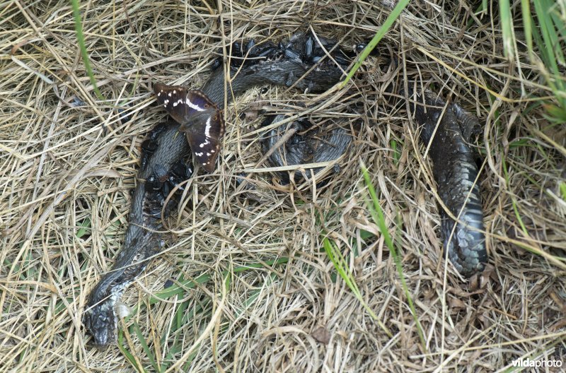 Grote weerschijnvlinder op dode ringslang