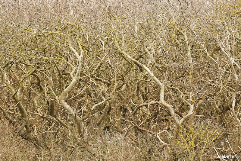Kronkelende bomen 