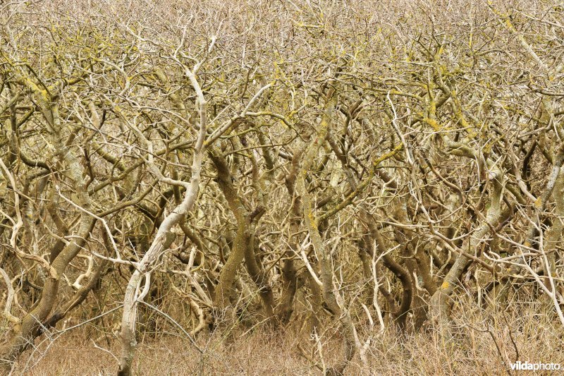 Kronkelende bomen 
