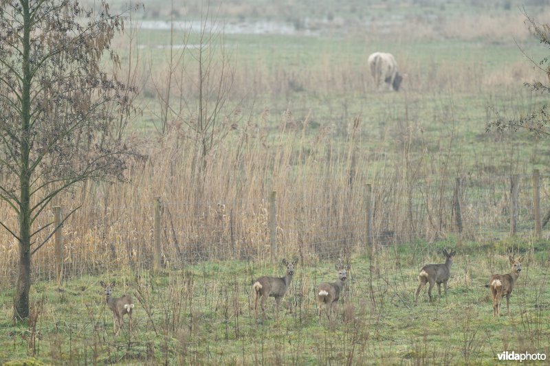 Reeën en Galloway in De Bunt
