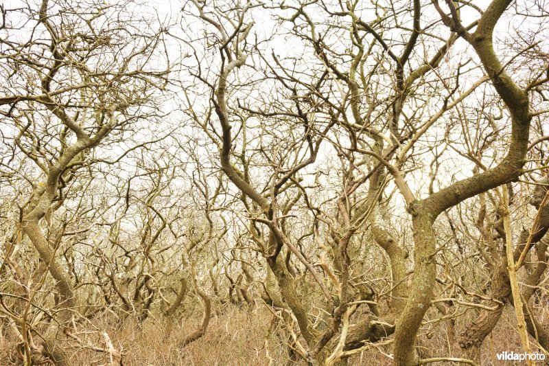 Kronkelende bomen 