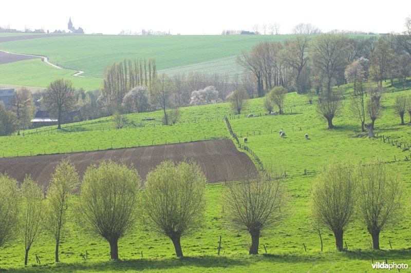 Kwaremont in de Vlaamse Ardennen