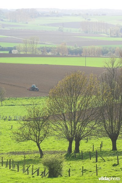 Kwaremont in de Vlaamse Ardennen