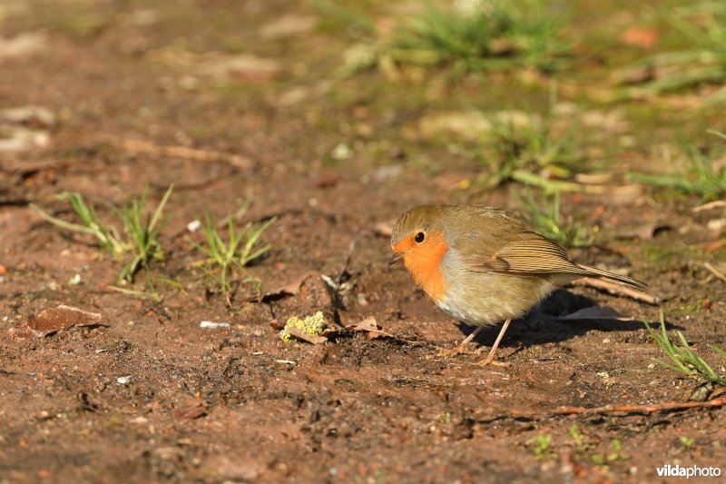 Roodborst