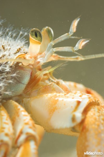 Gewone heremietkreeft