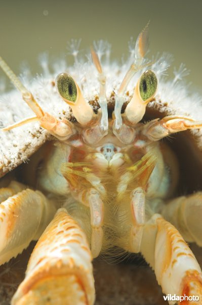 Gewone heremietkreeft