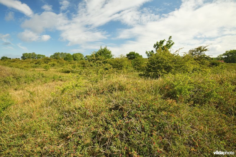 Oostvoorduinen