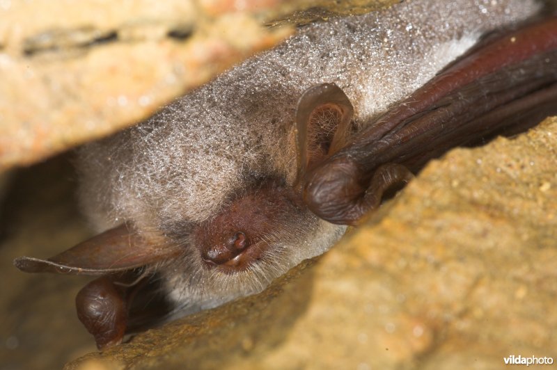 Franjestaart in winterslaap