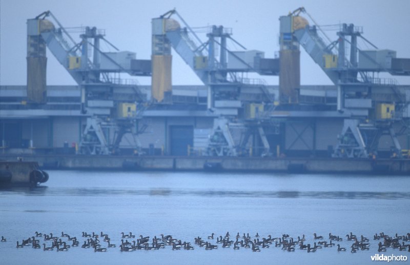 Grauwe Ganzen in haven Zeebrugge