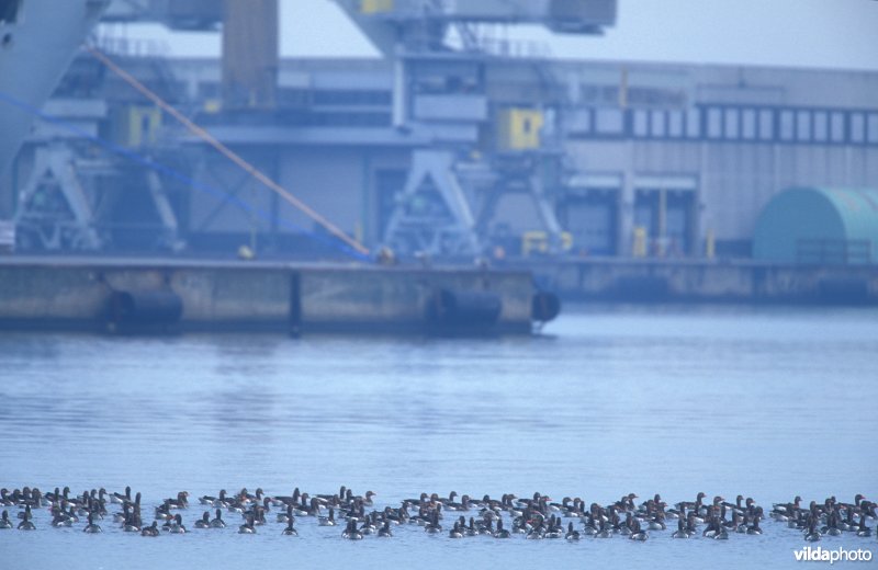 Grauwe Ganzen in haven Zeebrugge