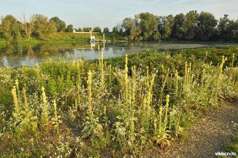 Natuurgebied Negenoord-Kerkeweerd