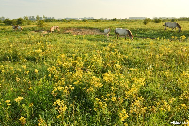 Natuurgebied Negenoord-Kerkeweerd