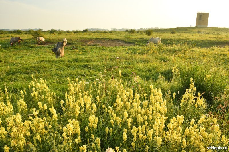Natuurgebied Negenoord-Kerkeweerd
