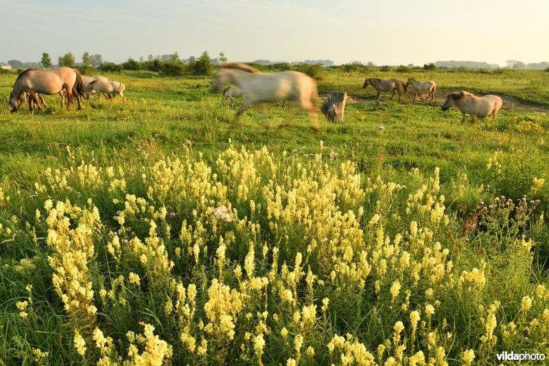 Natuurgebied Negenoord-Kerkeweerd