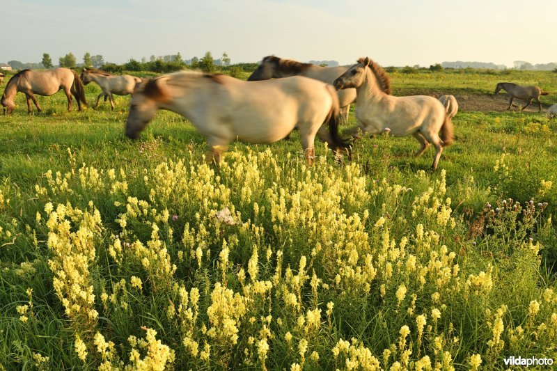 Natuurgebied Negenoord-Kerkeweerd
