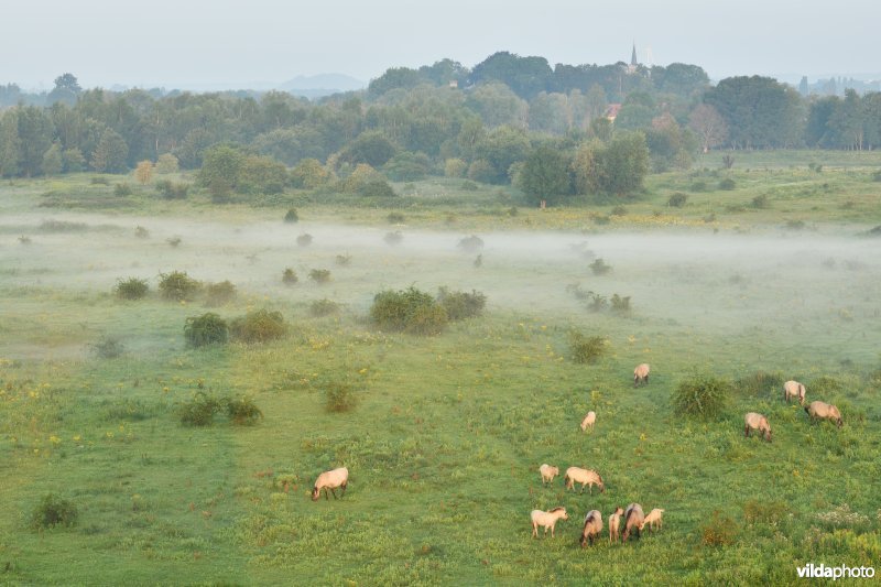 Natuurgebied Negenoord-Kerkeweerd