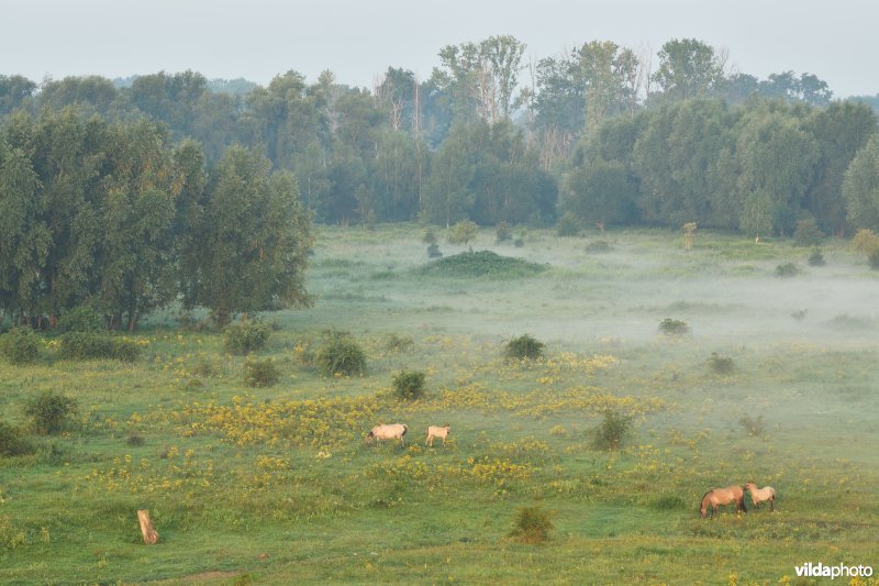 Natuurgebied Negenoord-Kerkeweerd