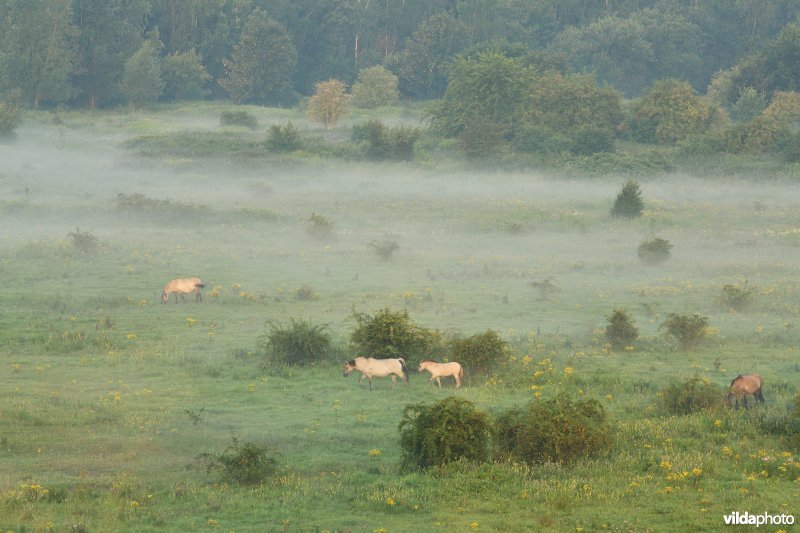 Natuurgebied Negenoord-Kerkeweerd