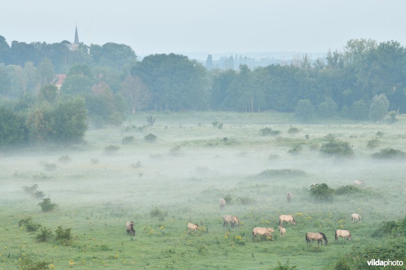 Natuurgebied Negenoord-Kerkeweerd