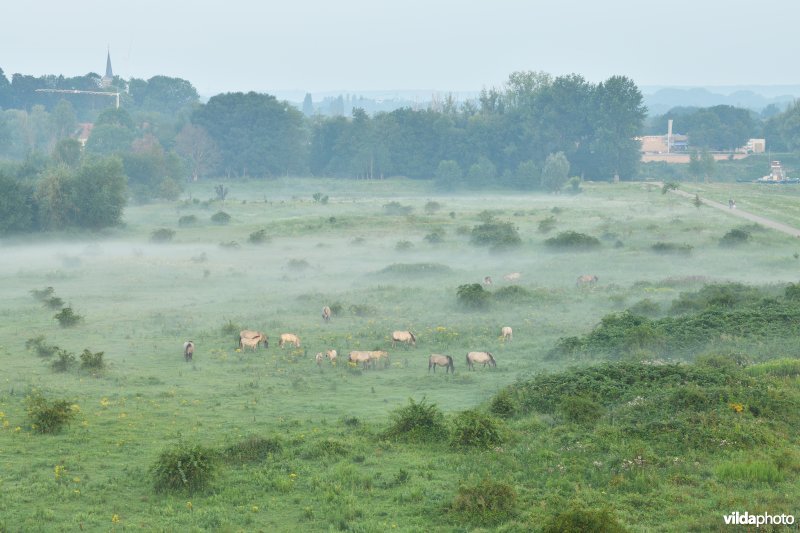 Natuurgebied Negenoord-Kerkeweerd