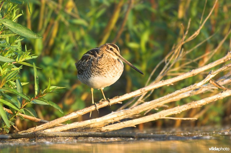 Watersnip