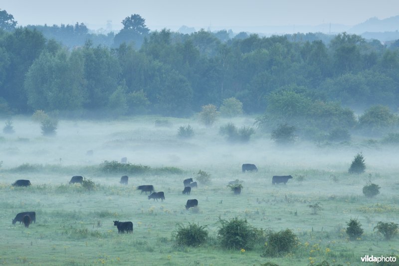 Natuurgebied Negenoord-Kerkeweerd