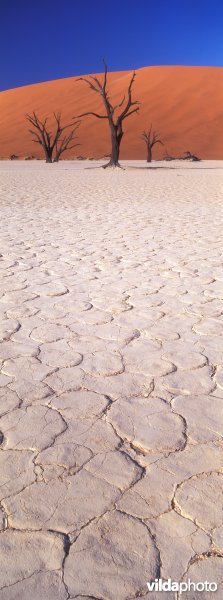 Death Vlei in Namibië